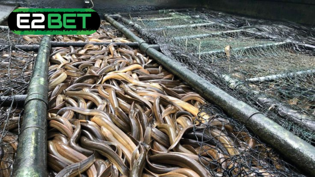 Mơ Thấy Lươn Đánh Con Gì? Giải Mã Giấc Mơ Trơn Trượt Đầy May Mắn!